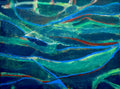 River Study II